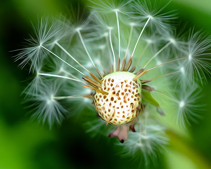 Blume Blume D30_9332.jpg